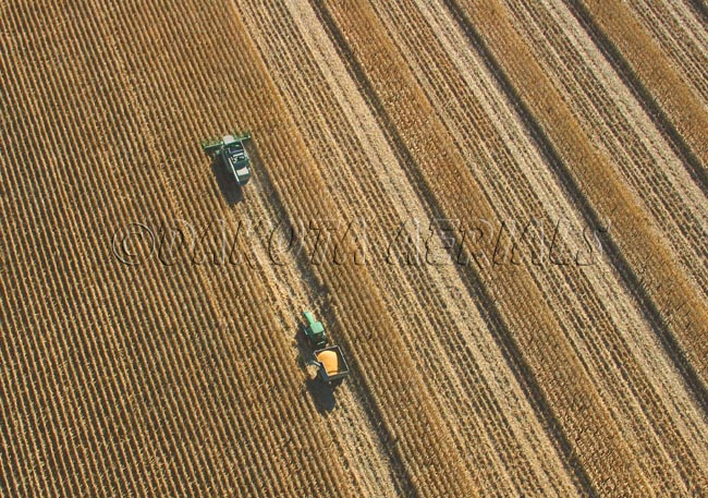 Fall Harvest Lone Soldier